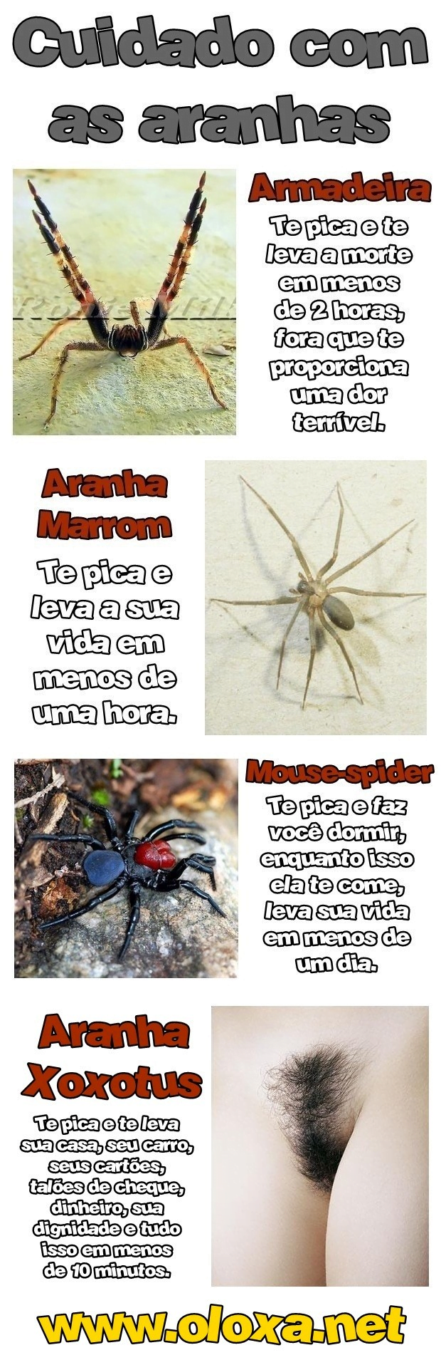 cuidado com aranhas