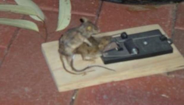 Ratos são necrófilos