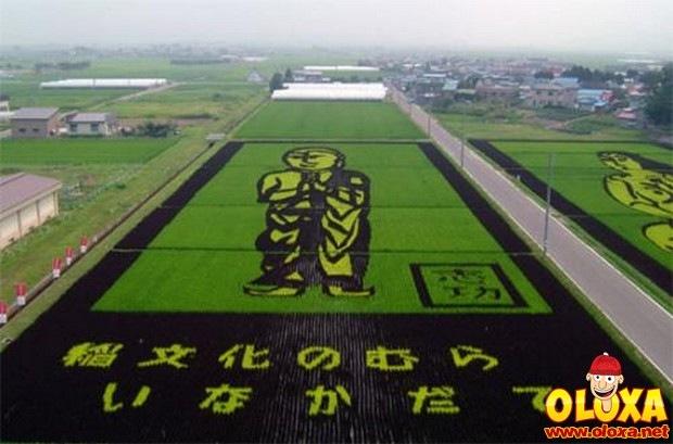 arte em plantação de arroz (23)